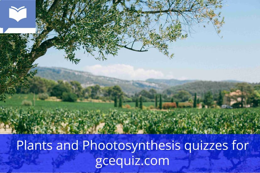 Plants and Photosynthesis quiz