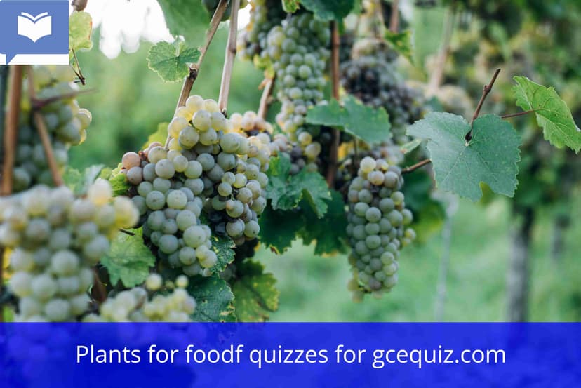 Plants for food quiz